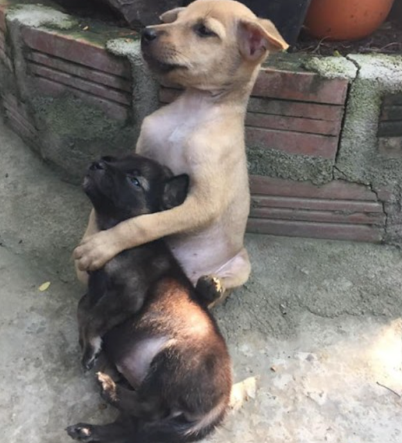These two rescued stray puppies haven’t stopped hugging each other since they were rescued.