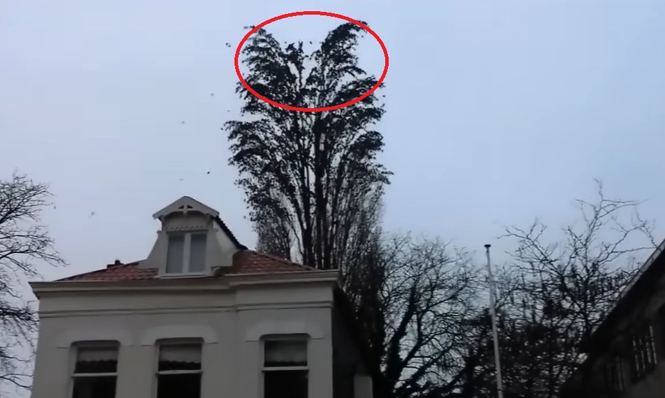 He was simply recording a tree, but at 0:18, something happened that he’ll never forget!
