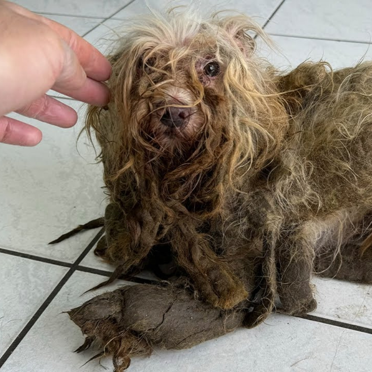 From Despair to Hope: The Transformative Journey of Two Resilient Dogs