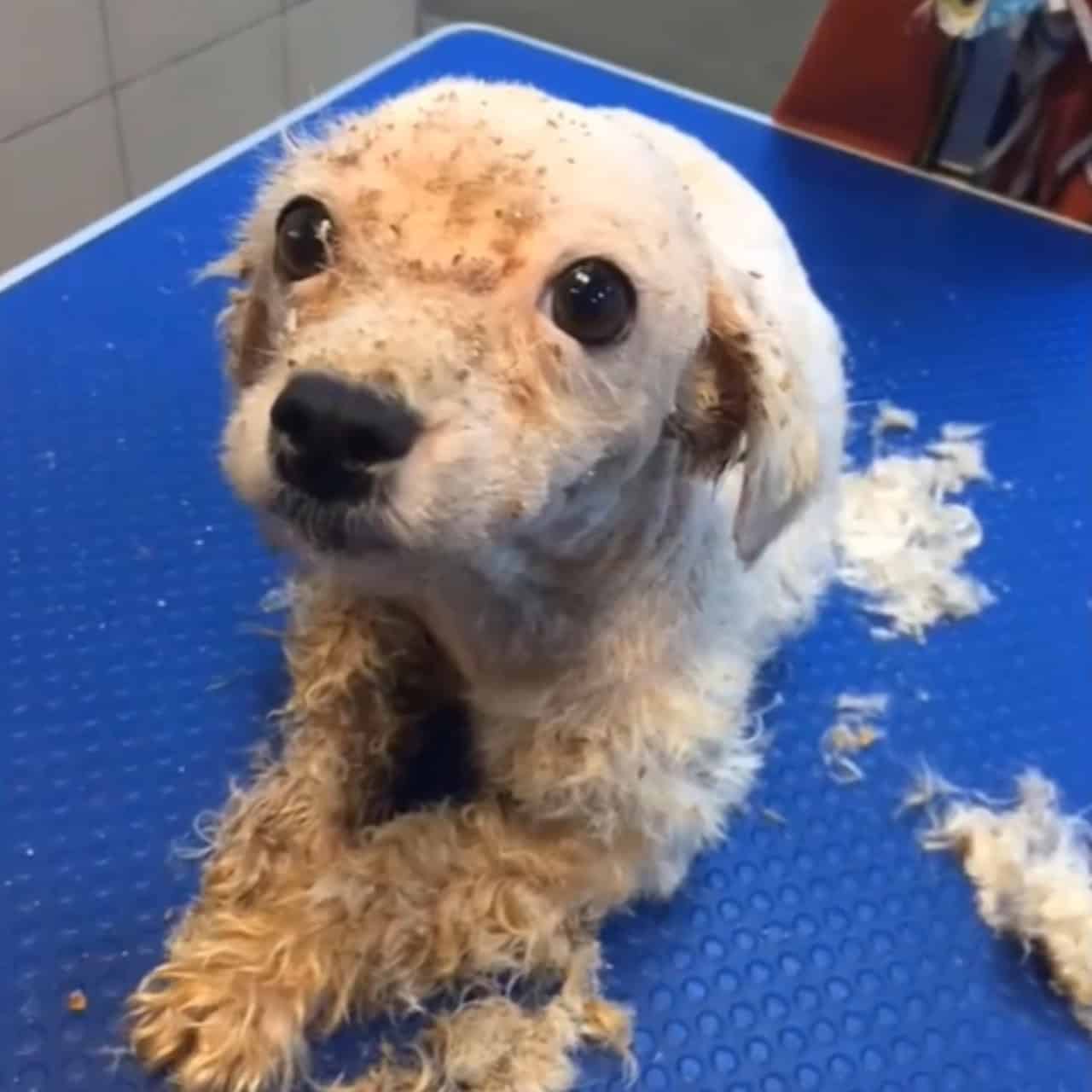 From Neglect to Love: The Heartwarming Transformation of a Neglected Dog