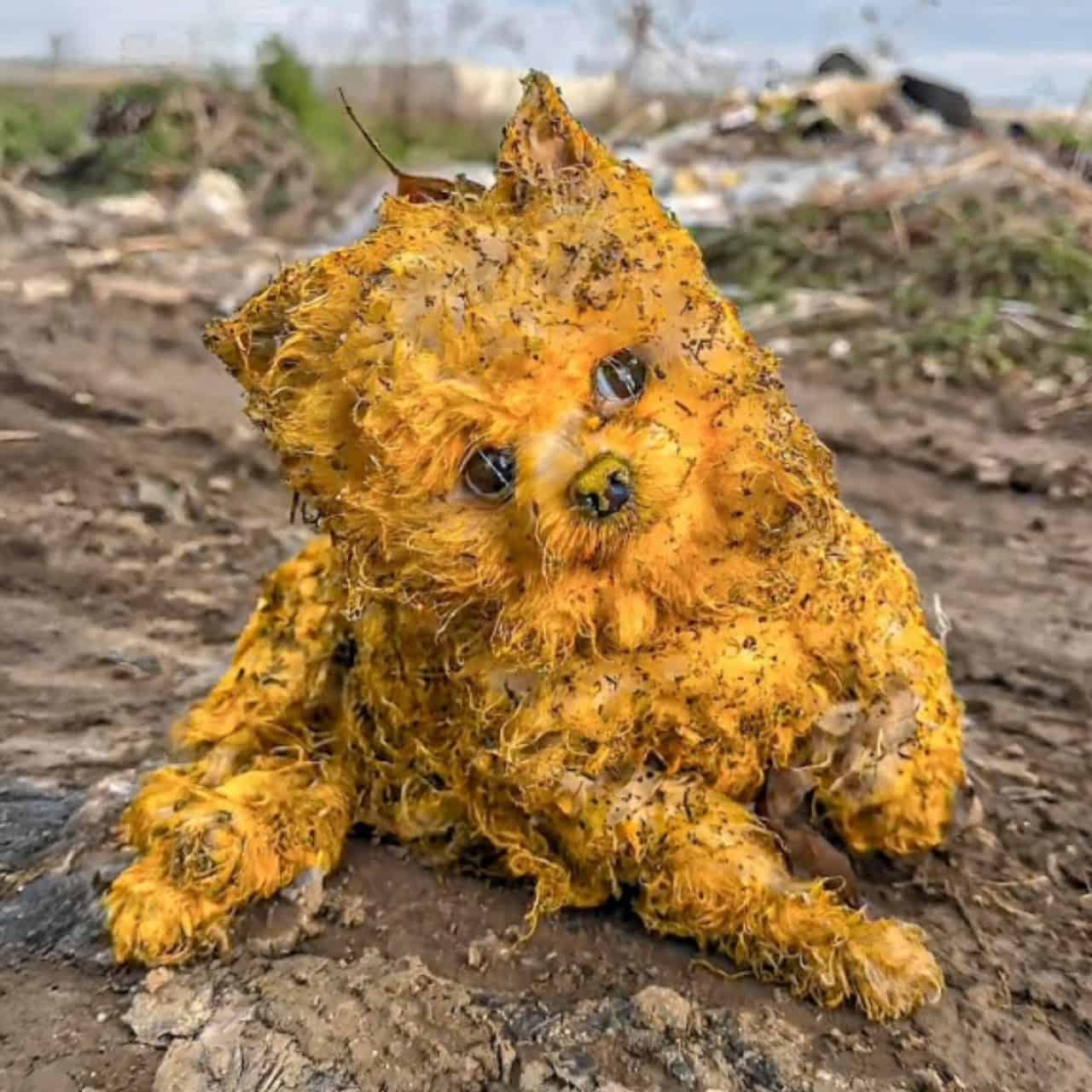 Sunny’s Journey: From a Lonely Street to a Bright New Life