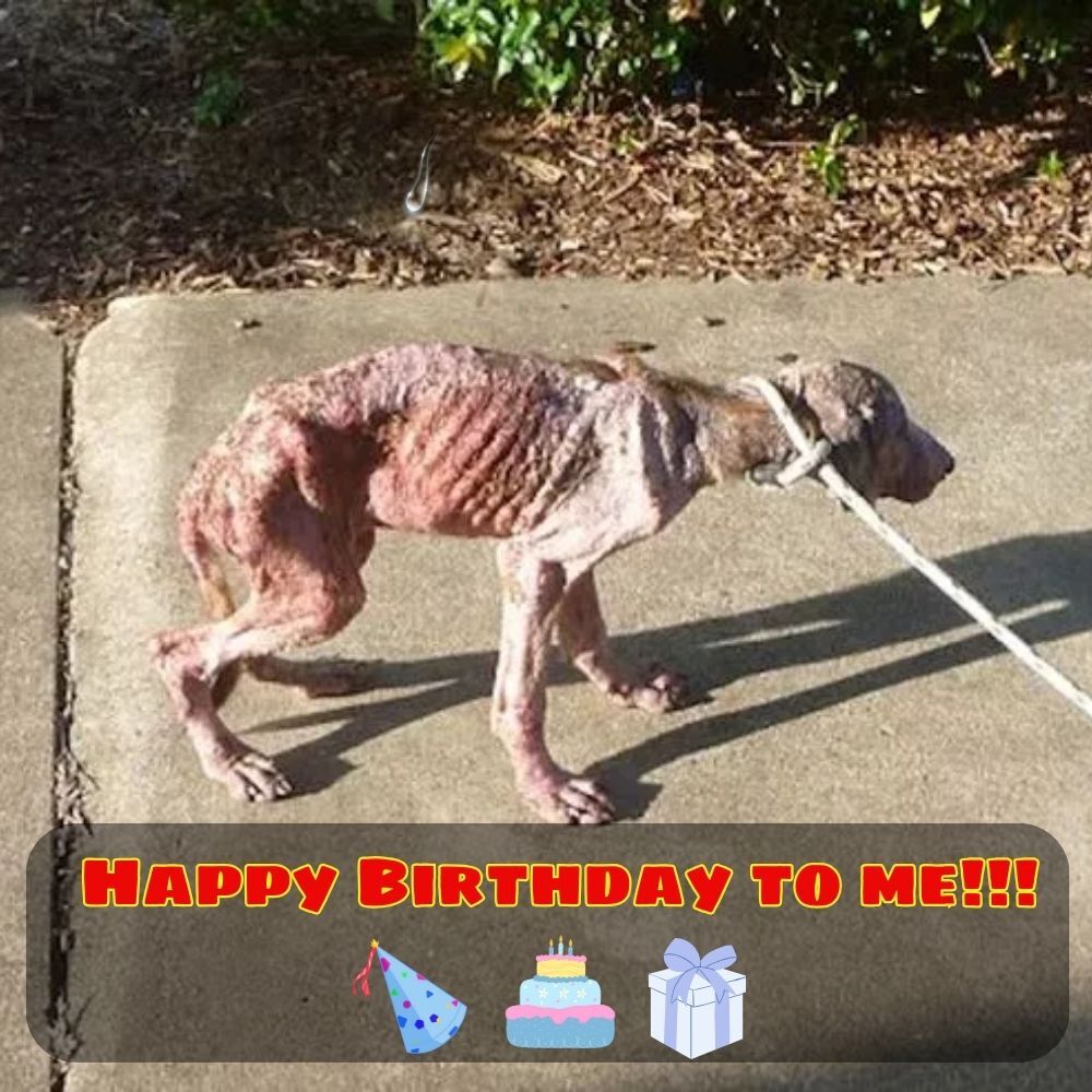 No birthday wishes have come my way yet… feeling a Ьіt dowп today