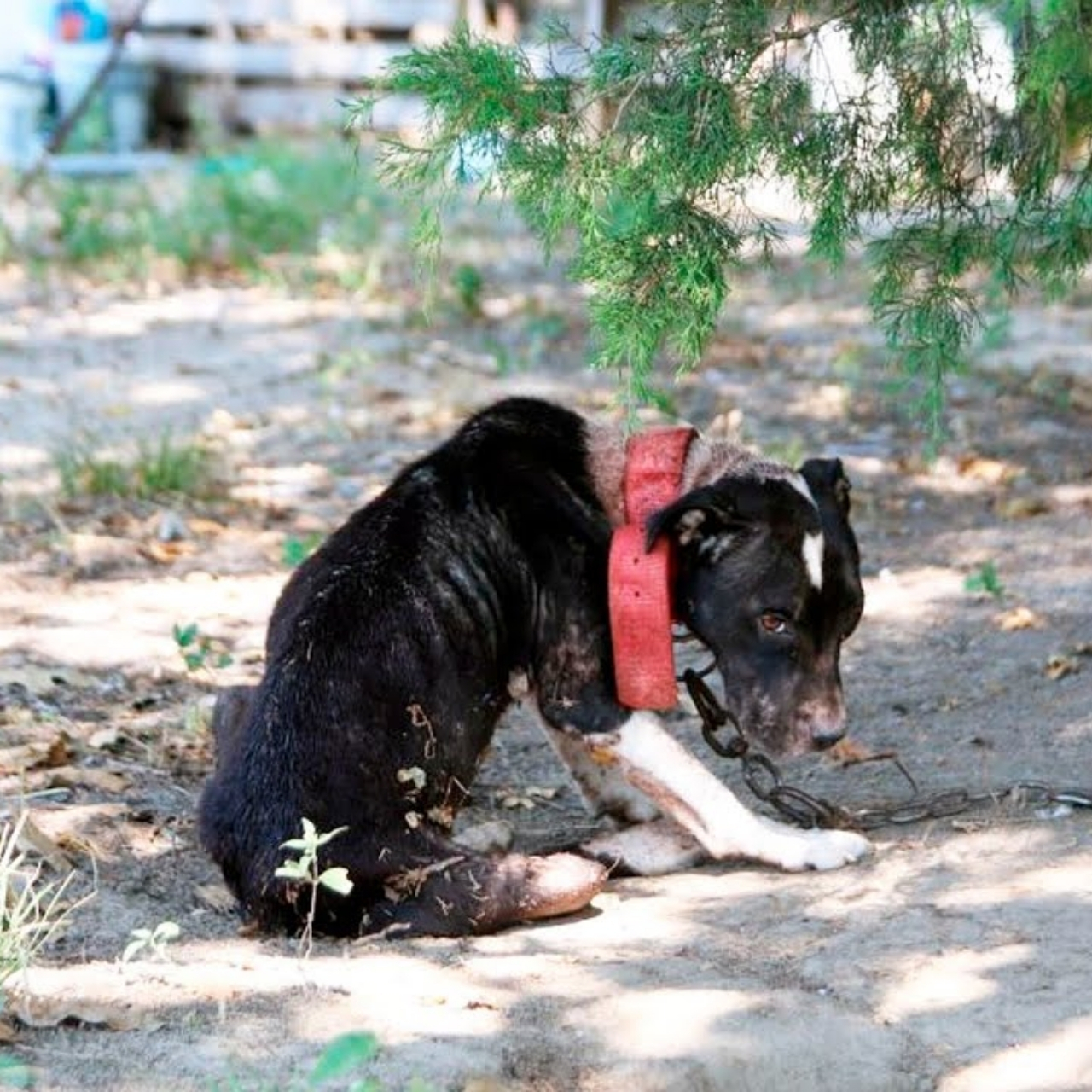 Rescued from Cruelty, This Dog Learned How to Live with Love