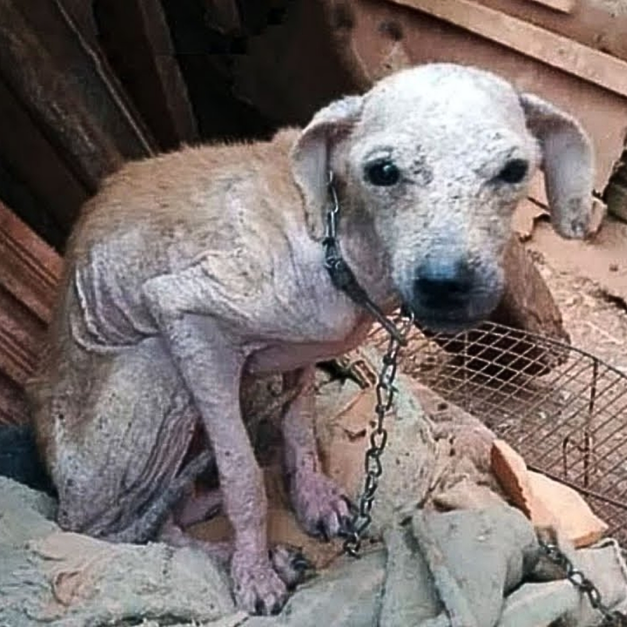 Abandoned and Mocked by His Owner, This Dog Found Healing Through Kindness