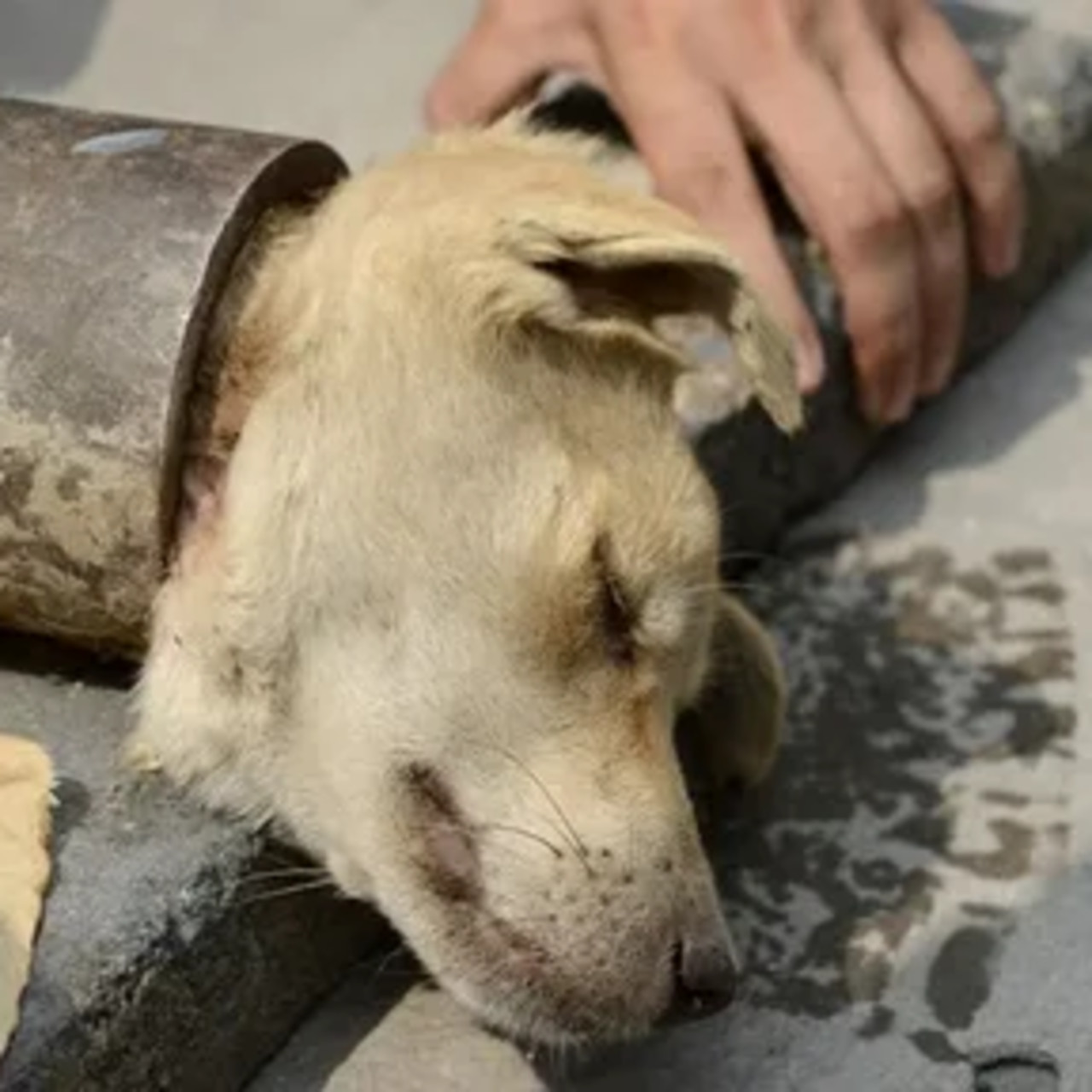 Rescue in Thai Nguyen: Dog Freed from Restrictive Collar After Authorities’ Bold Intervention