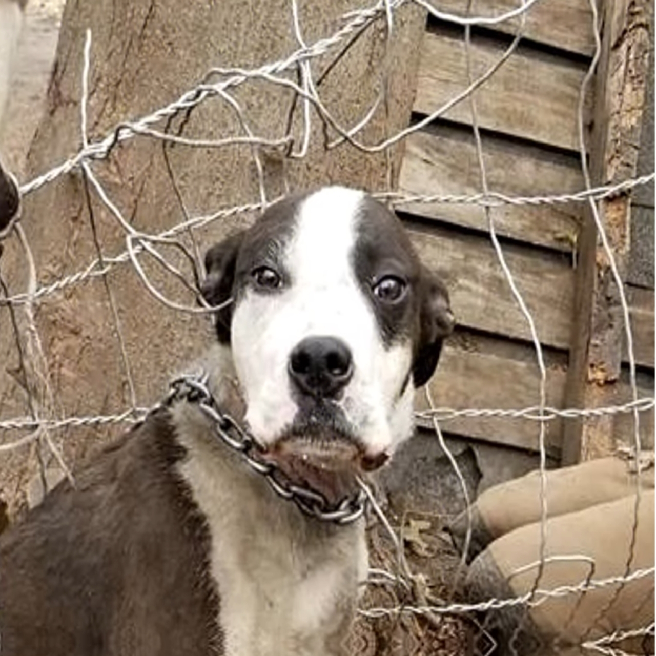 From Chains to Freedom: Bell’s Inspiring Journey of Hope