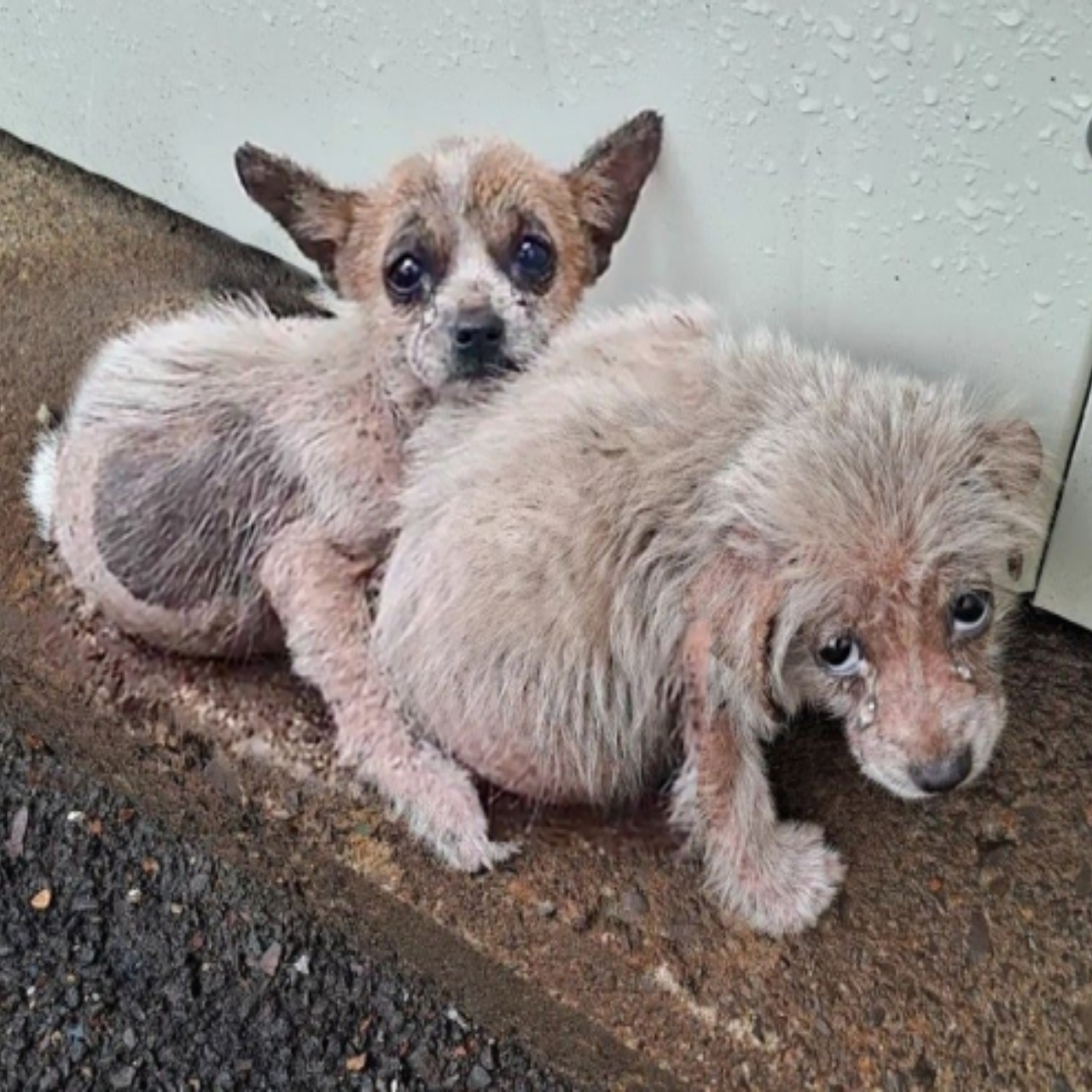 Soaked, Shivering, and Ignored: How One Family of Stray Dogs Found Their Way Home
