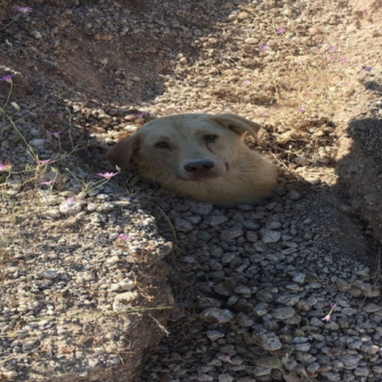 Forgotten in the Backyard for Years, Blind Dog Yogi Finally Finds a Home