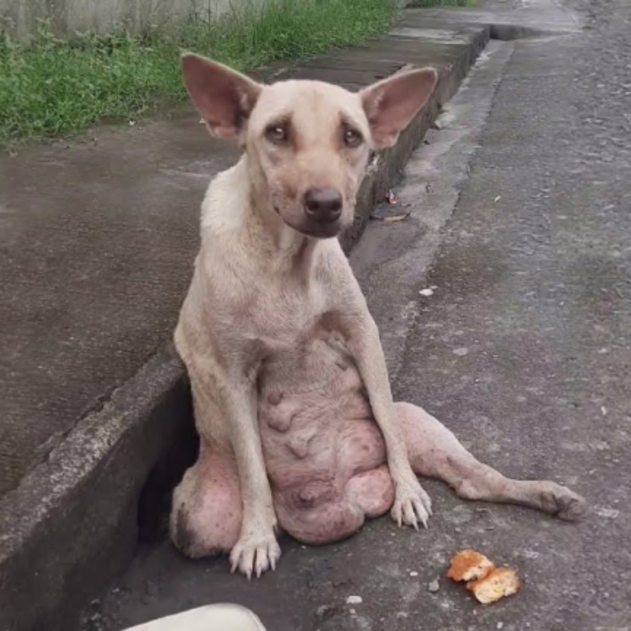 Left Paralyzed and Crying for Her Puppies, Sinead Waited for Help That Never Came—Until Someone Finally Stopped