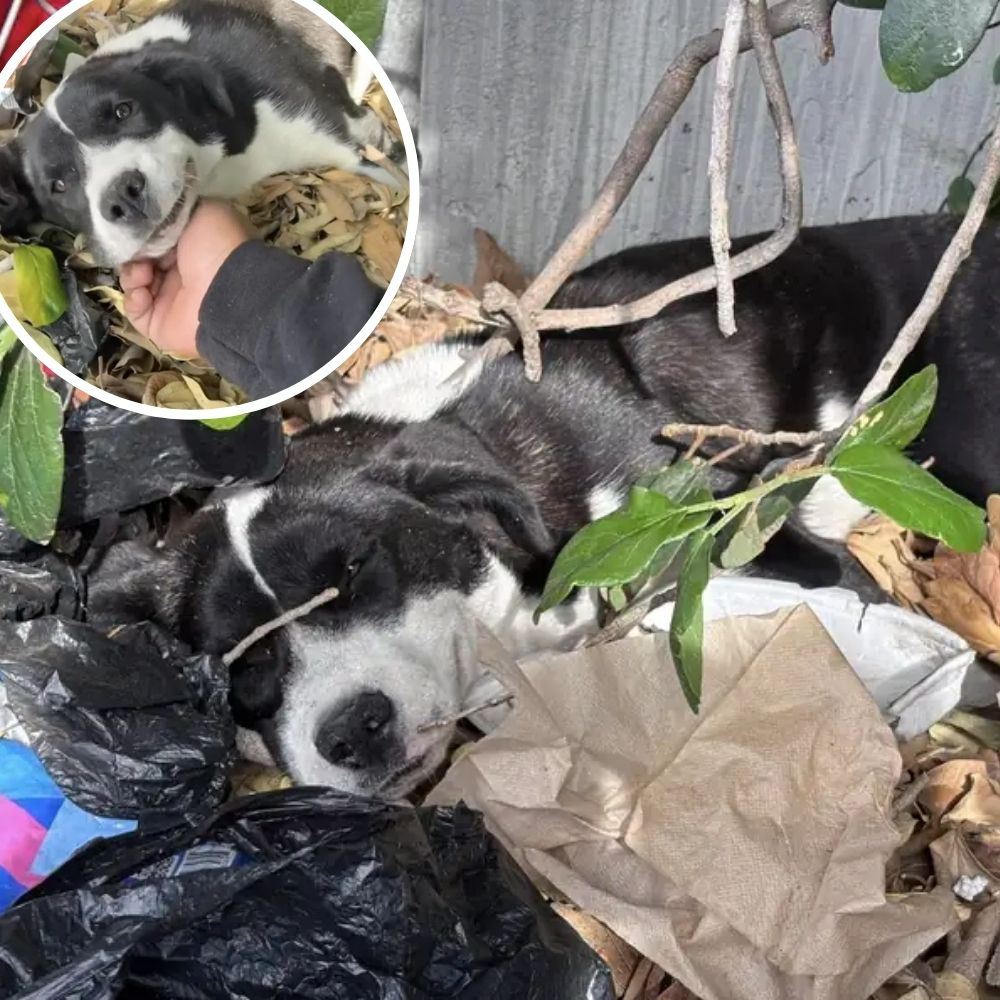 She Slept On A Trash Pile For Days, Hoping Someone Would Stop To Help – Then, a miracle happened.