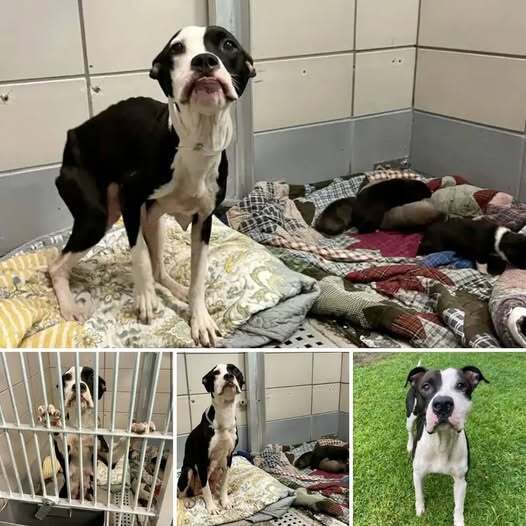 With just 30 minutes to spare, we arrived just in time! The mother dog’s unwavering determination to feed her six beloved puppies was evident as the гeѕсᴜe team rushed to help them.