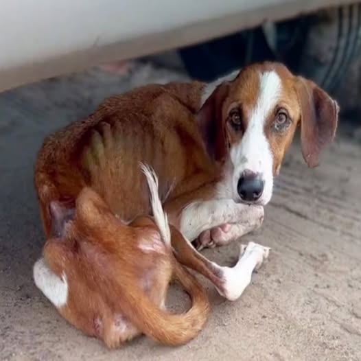 Left Behind at the Mall: A Dog’s Heartbreaking Wait Leads to a Beautiful New Beginning