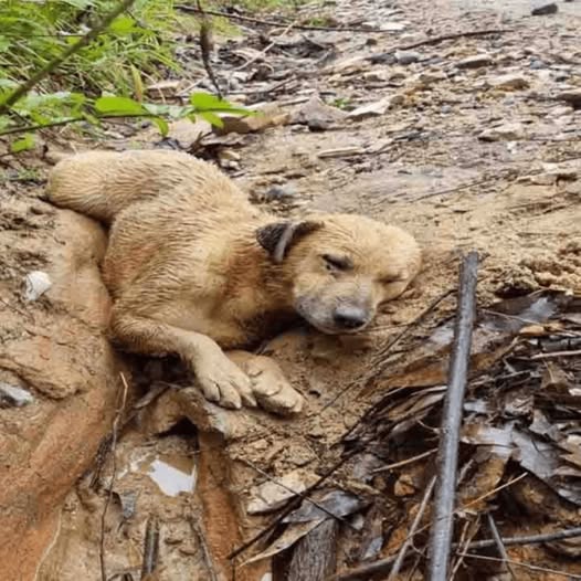 Derik’s Amazing Comeback: From Tragic Accident to Unstoppable Triumph