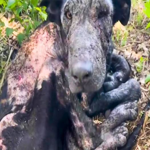 From Death’s Door to a New Lease on Life: Brave Rescue Saves Dying German Shepherd