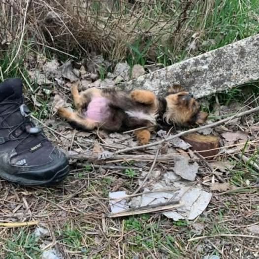 Stray Dog Finds Forever Home with Rescuer in Touching Story of Love and Loyalty!