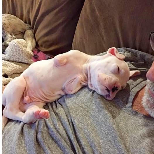 Born Without Front Legs, This Puppy Proves Nothing Is Impossible with Love
