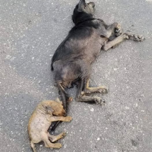 A Mother’s Unbreakable Love: From Struggles to a Joyful Life!