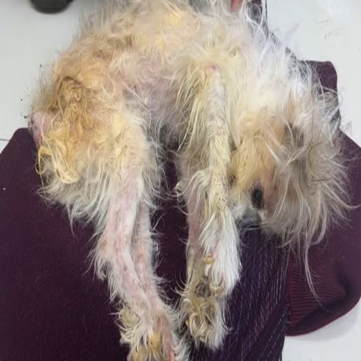 Resilient Senior Dog ‘Big Brother’ Finds Hope and Love After Heartbreaking Abandonment