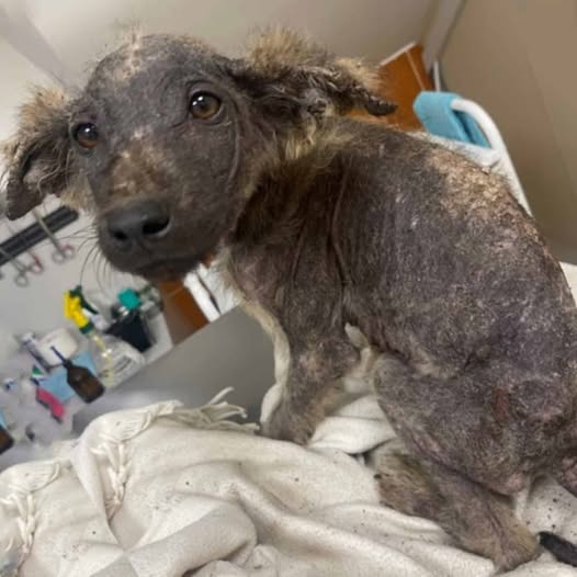 Mickey’s Amazing Transformation: From Neglect to a Bright New Beginning!