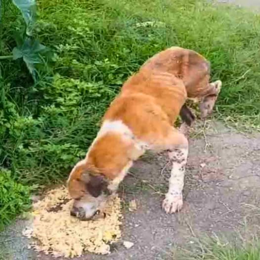 Manoel’s Journey: From Neglect to Triumph in a Remarkable Story of Overcoming Adversity