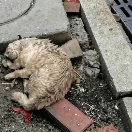 Resilient Pug’s Heartwarming Rescue: A Story of Compassion and Care in His Final Days