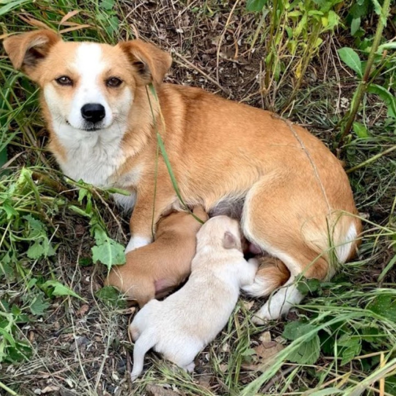 Bella’s Unyielding Vigil: A Heartwarming Tale of Love and Loyalty in the City