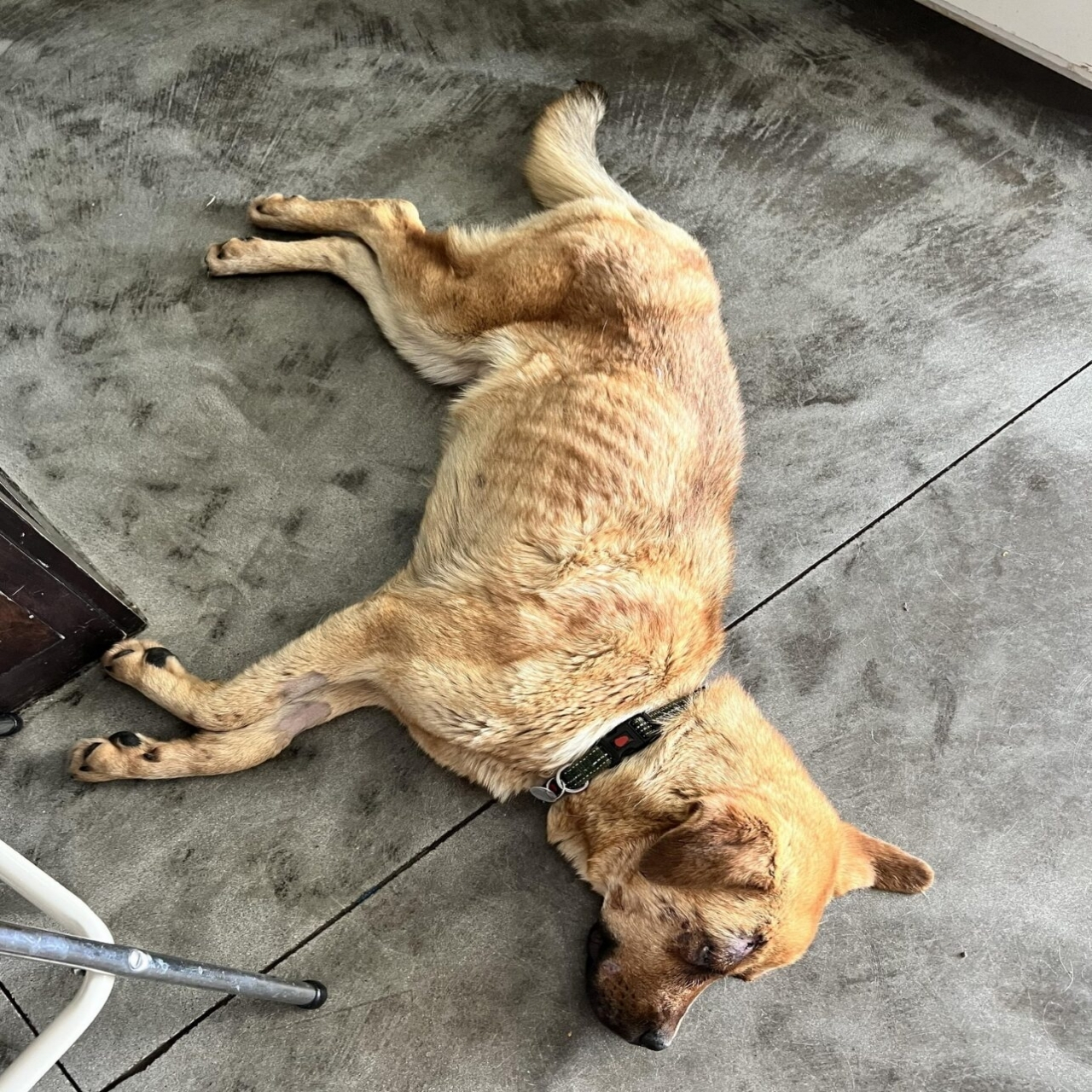 Blinded and Alone in the Desert, This Stray Dog’s Will to Live Inspired a Rescue Mission