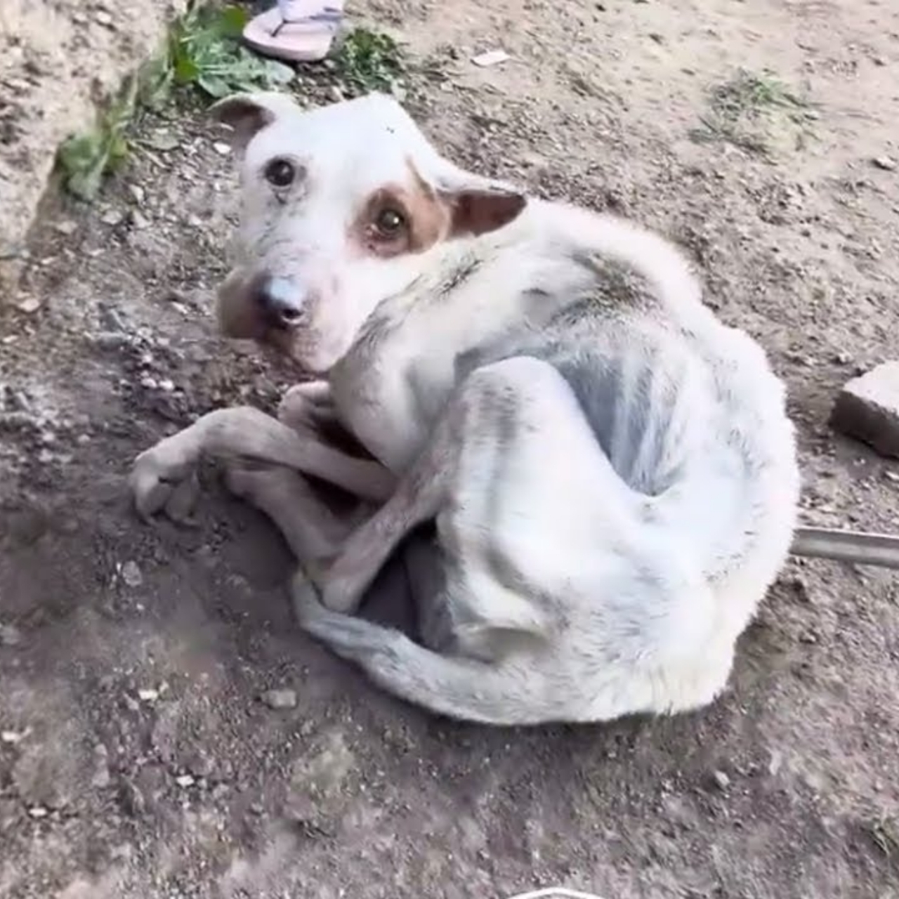 Starved and Betrayed, João the Dog’s Pleas Went Unheard Until Justice Arrived