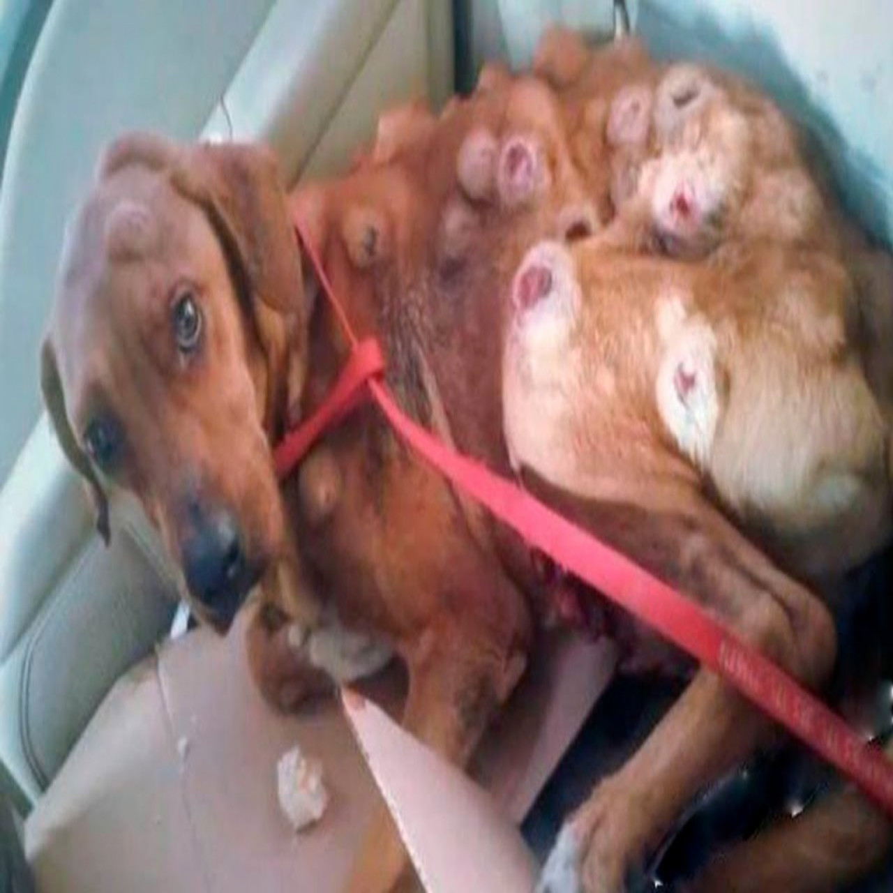 Abandoned Dog Finds Hope and Love in Final Days With a Compassionate Stranger