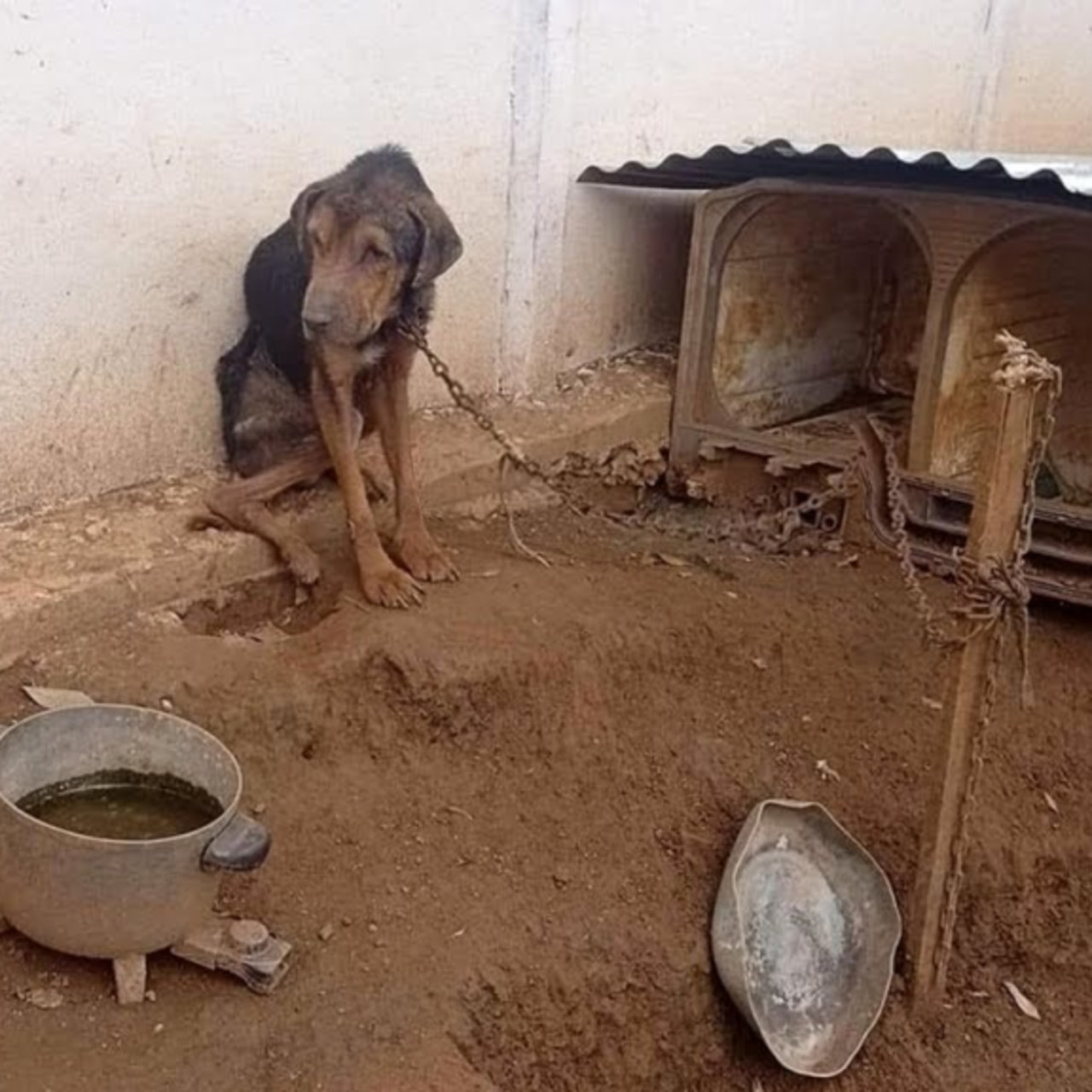 From Despair to Joy: Max’s Remarkable Journey to Healing and Happiness