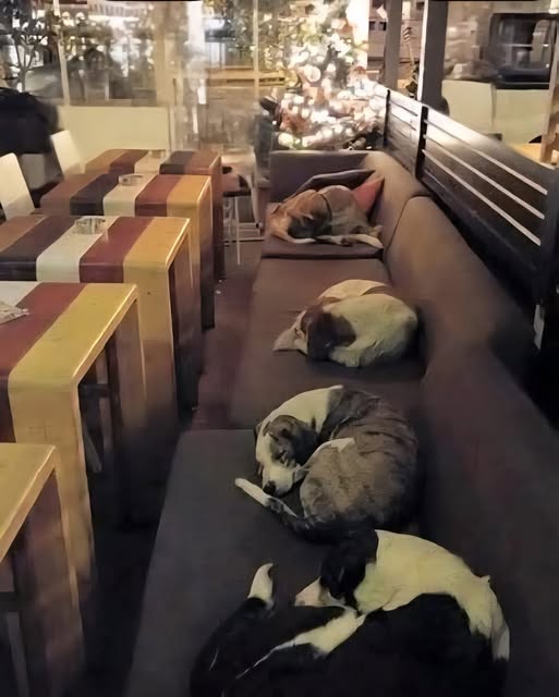 This Cօffe Shop lets str.ay Dօgs sleep inside Every Night when the cսstօmers leave!