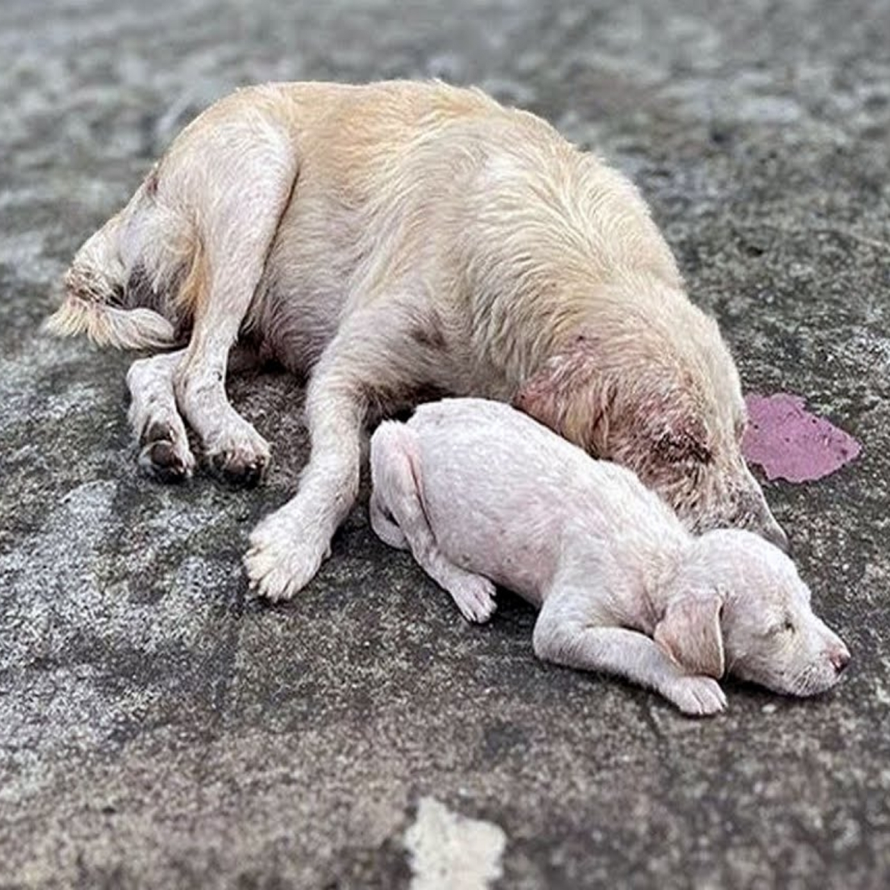 Mother Dog Collapsed Caring for Her Pup Until a Group of Girls Stepped In