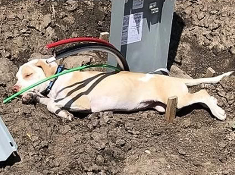 A lone dog trapped on a storm-battered bridge is saved just in time, stirring compassion and reminding us of the power of kindness.