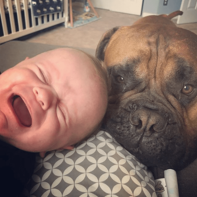 Each evening, a faithful dog sits by the door, tail gently wagging, holding onto hope that his owner will come back today