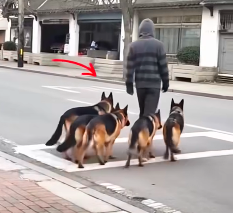 At first, it seemed like he was simply walking his dogs. But after five seconds, when people took a closer look, they froze in horror at what unfolded before their eyes.