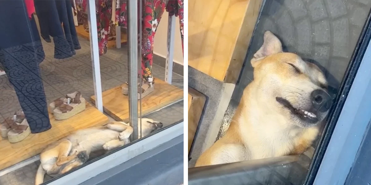 Woman Passing By Shop Window Spots An Adorable Display Of Kindness