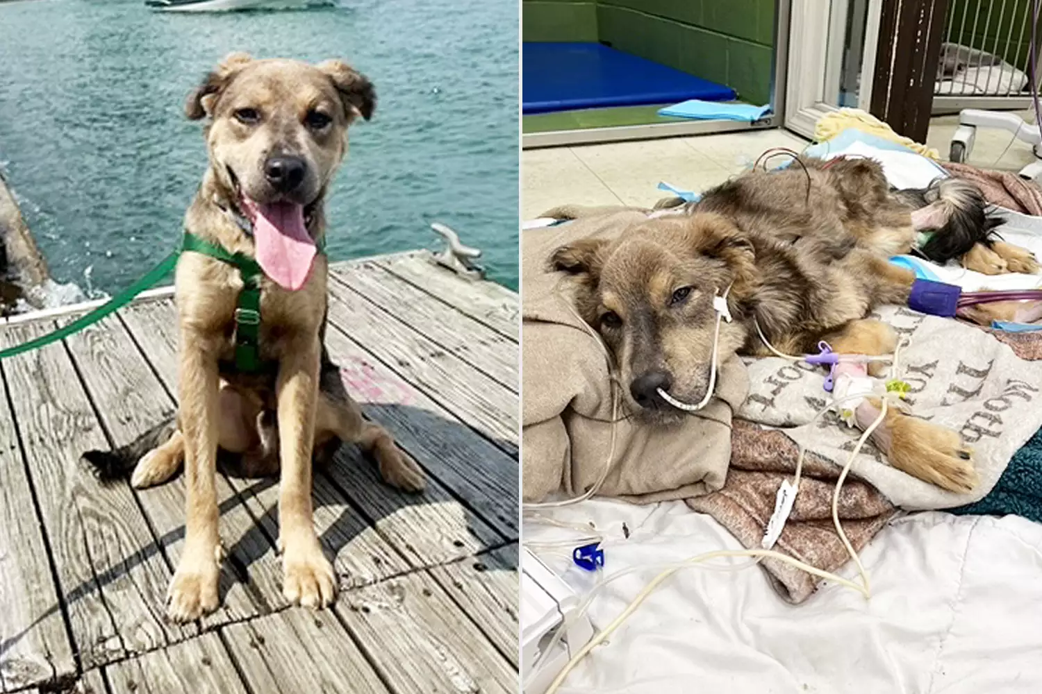 “I’m so hungry…” Dog cries for help in vain, waiting for a fragile miracle – Rescue dog so skinny he’s “literally just a skeleton” finds a home with a veterinarian who helped him