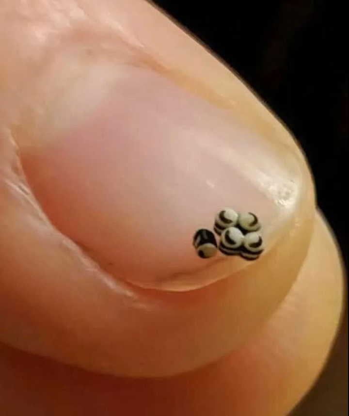 The Night We Found Insect Eggs in Our Salad