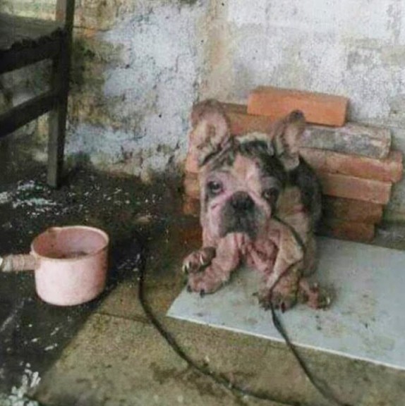 After nearly a decade of cold, hunger, and pain, Bama finally experienced warmth, love, and the comfort of a soft bed.