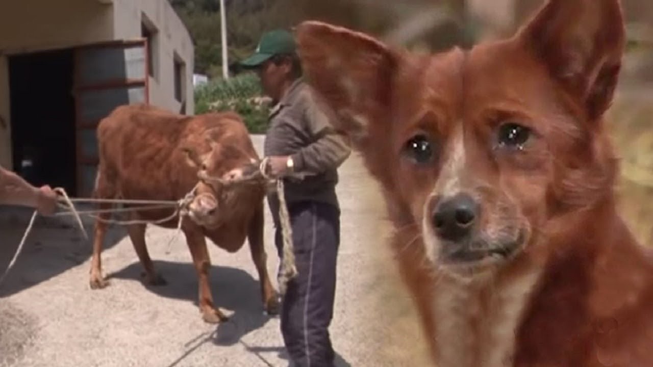 With tears in its eyes, a puppy joyfully reunites with the cow who raised it, capturing a touching moment of unexpected love and deep affection.