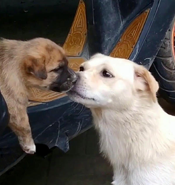 Such a heartwarming moment! The dog lovingly trailed her puppy, smothering him with kisses in a reunion full of emotion and motherly devotion.