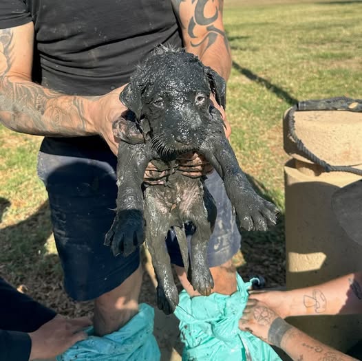 Police officer climbs into mucky sewer to save trapped dog