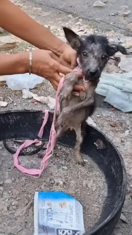 From Chains to Cheer: Armor the Dog’s Remarkable Journey to Recovery and a New Home