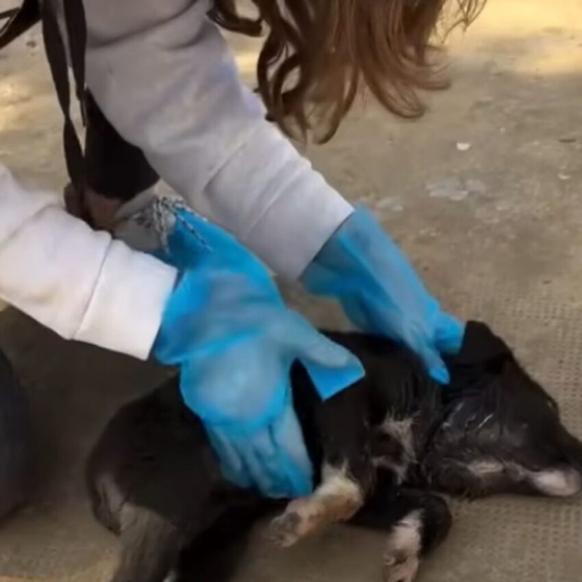 A Puppy’s Silent Suffering on a Landfill, Waiting to Join His Lost Family