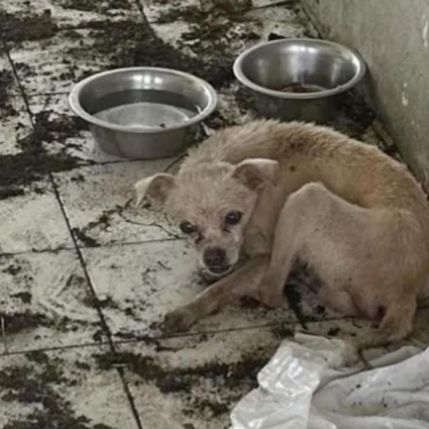 From Neglect to Love: Jack’s Incredible Transformation