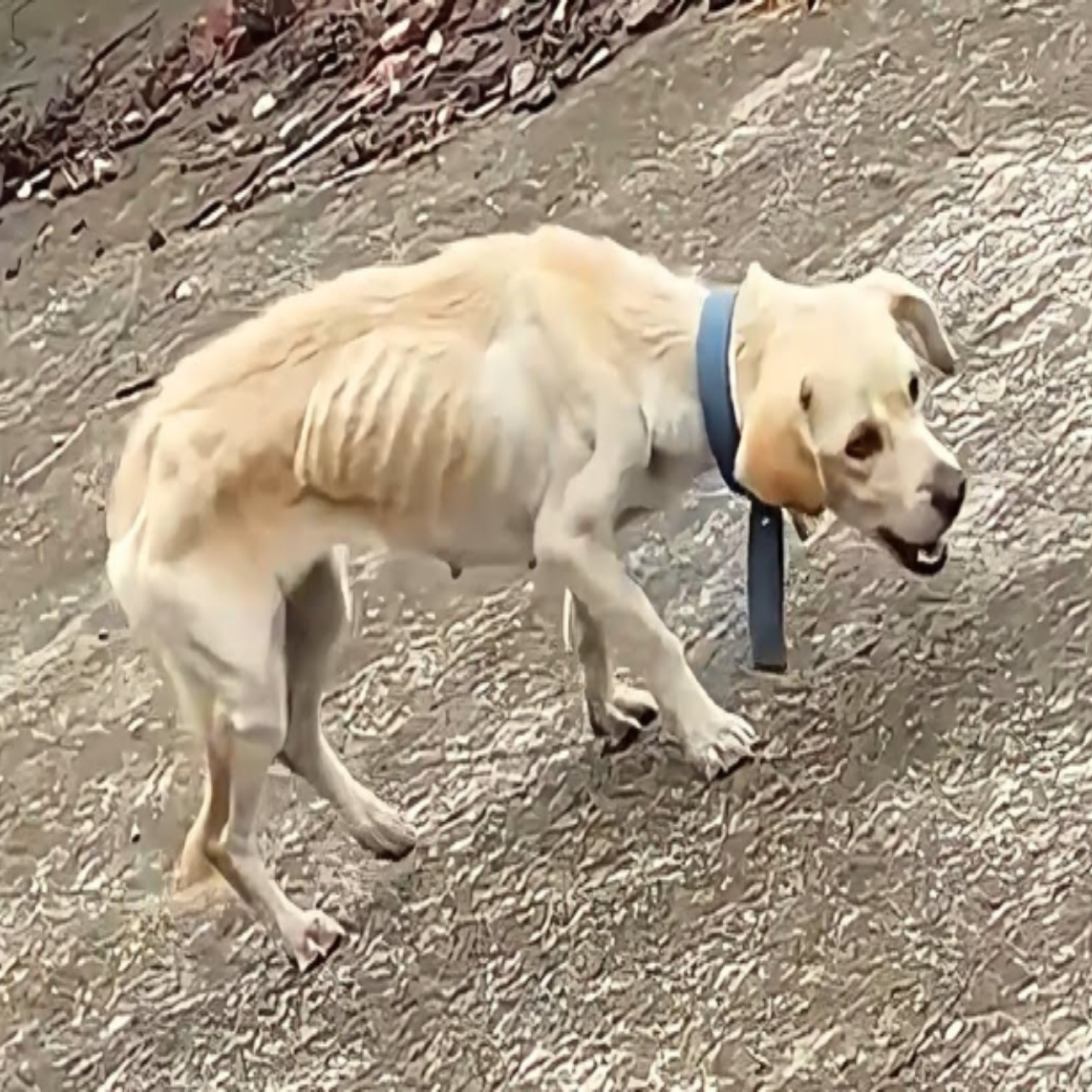 From Broken to Brave: Injured Dog Anya Fights for Her Life and Her Puppies
