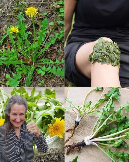 The Dandelion’s Secret Superpowers: Why This “Weed” Is Nature’s Ultimate Gift!