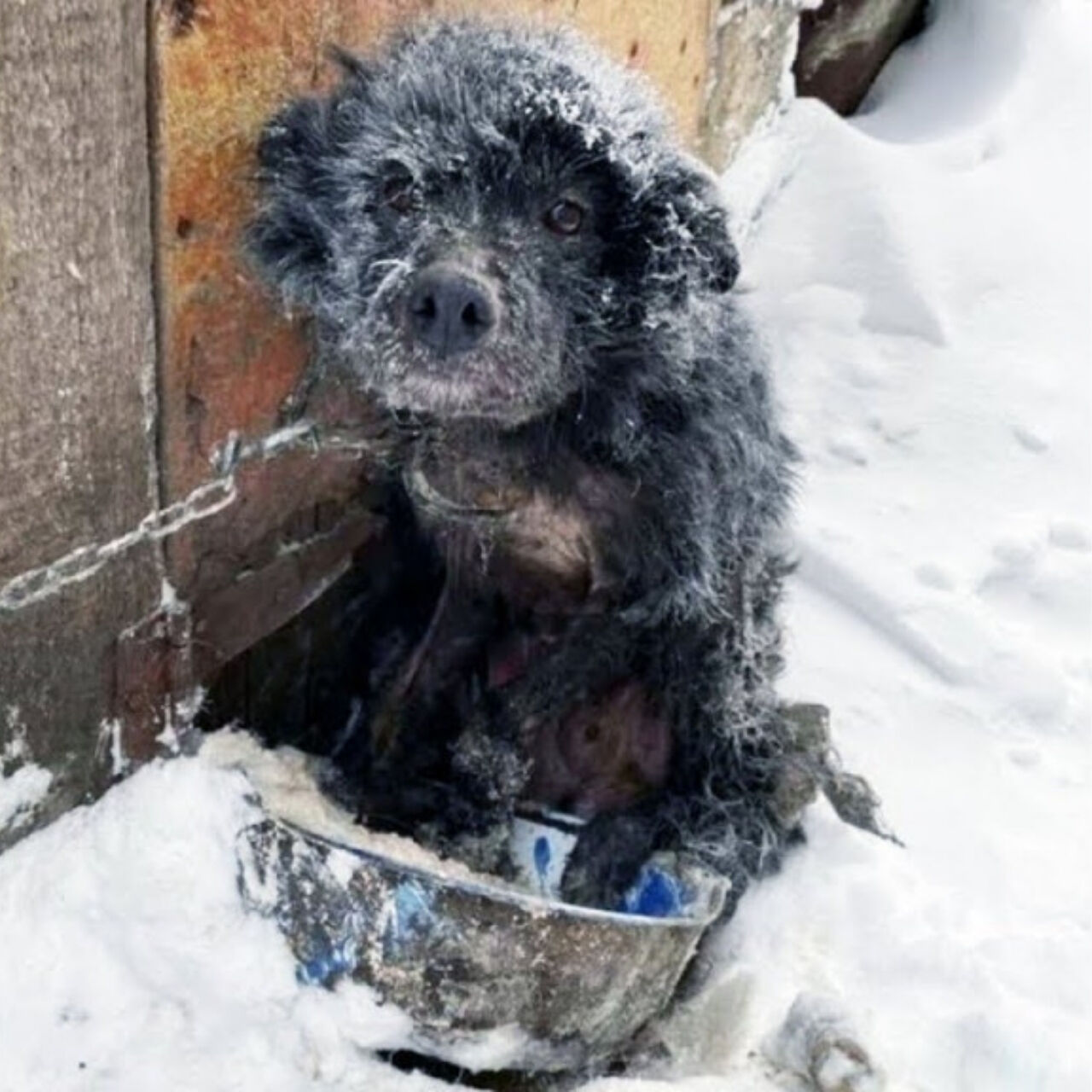 Resilient Kratos: From Turkish Landfill Stray to Symbol of Hope and Healing