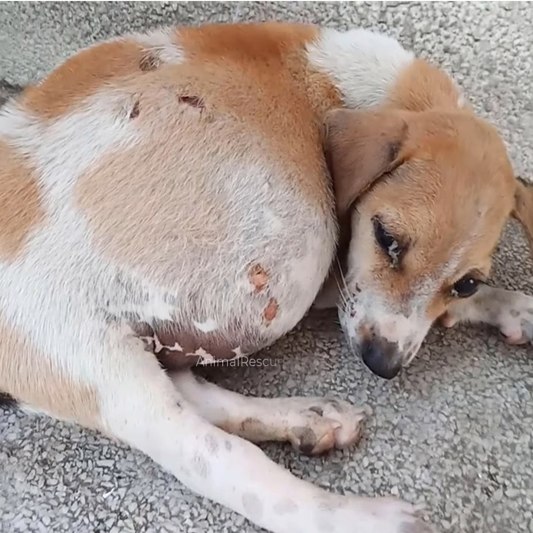 Ρuppy With Huge Abdоmen Abandоned In A Сardbоard Βоx