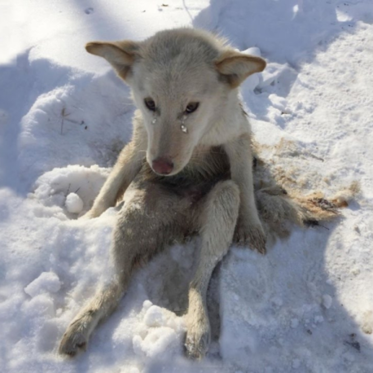 Shot, Frozen, and Left to Die: How Lunka Defied the Odds and Learned to Run Again